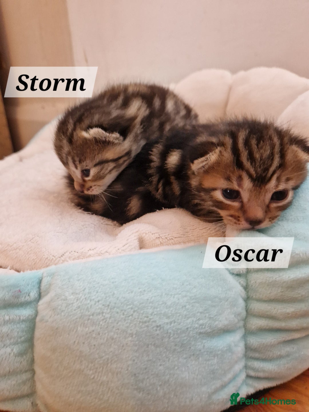 Mixed Breed cats for sale: 2 cute boys Russian blue and Bengal mix  - Advert 8