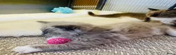 Ragdoll cats for sale: Quality Ragdoll Kittens 🩷 Ready Now  - Advert 10