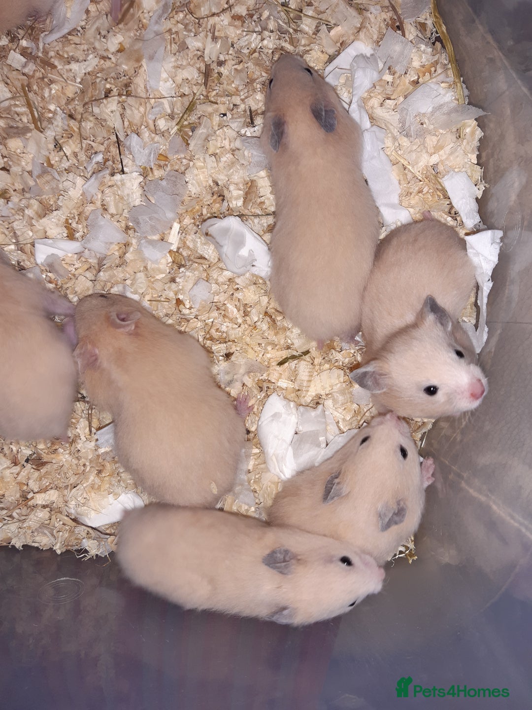 Hamster rodents for sale: Baby Syrian hamsters ready now  - Image 10