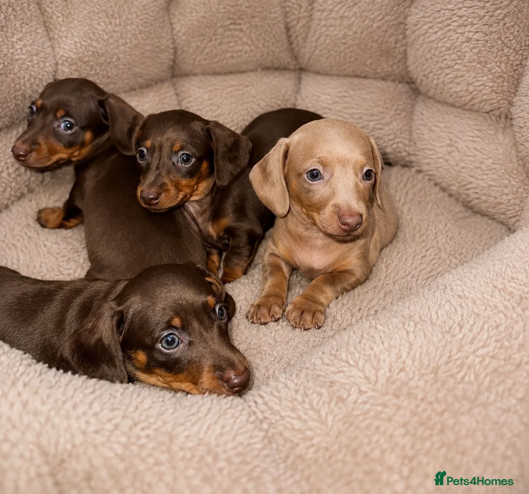 Miniature Dachshund dogs for sale: True miniature dachshund puppies  - Advert 1