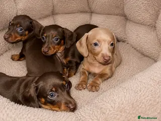 Miniature Dachshund dogs True miniature dachshund puppies - Advert 2