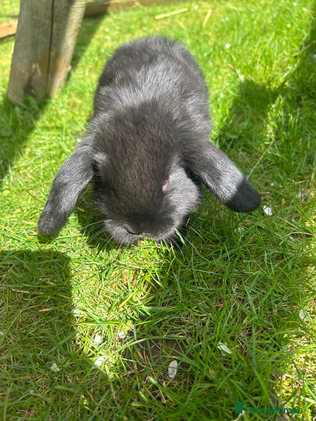 Mini Lop rabbits for sale: Mini lops - Advert 2