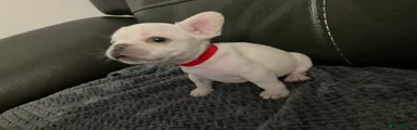 French Bulldog Puppy 6 - Red