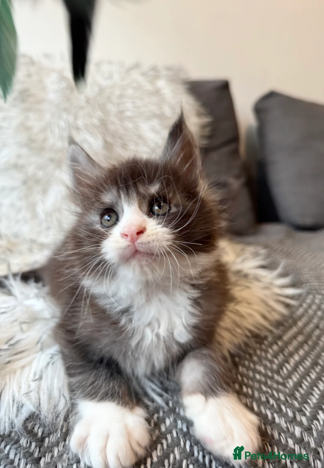 Maine Coon cats for sale: Champions - Bloodline Purebred Maine Coon Kittens - Advert 16