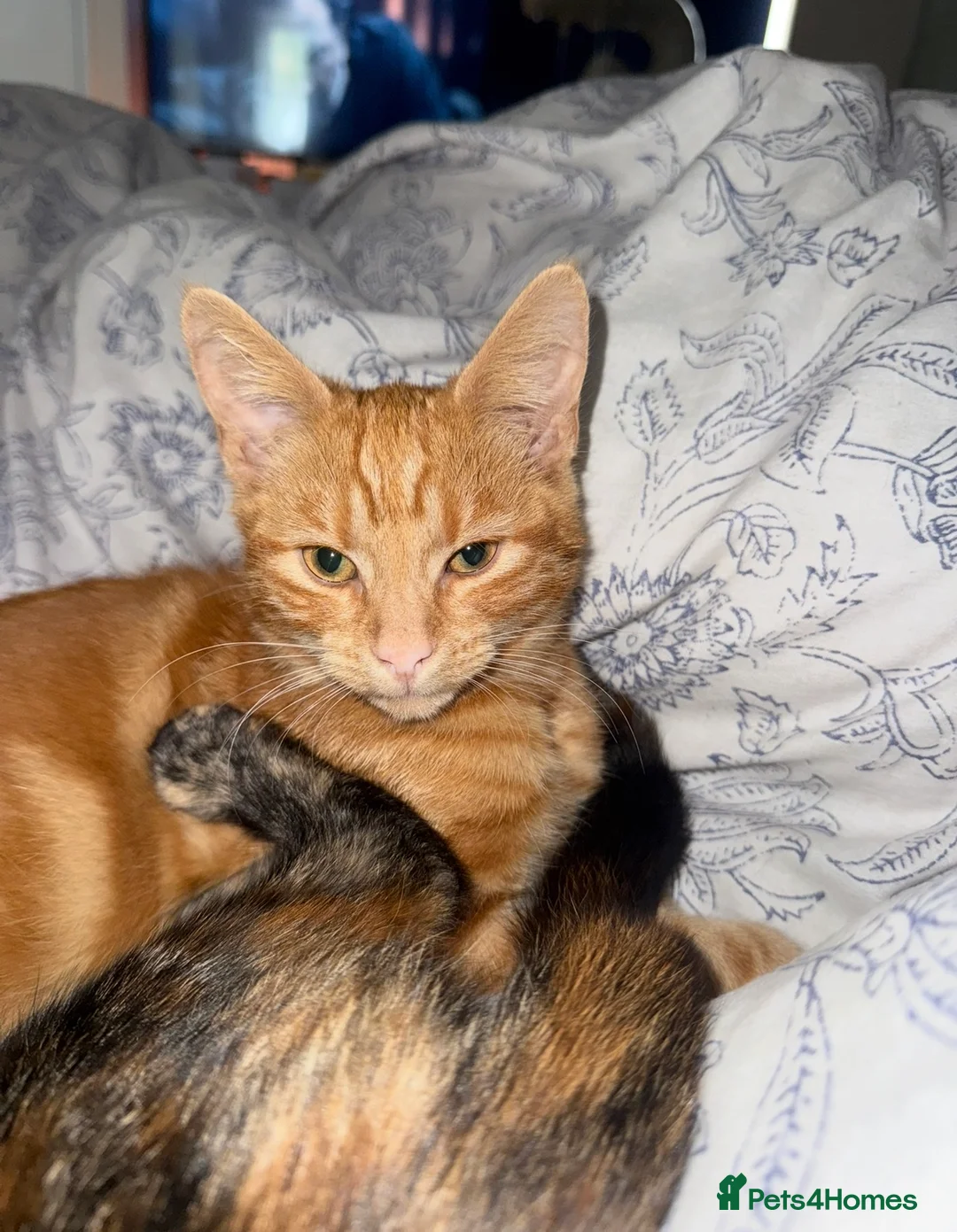 Domestic Shorthair cats for sale: beautiful ginger cat  - Advert 2
