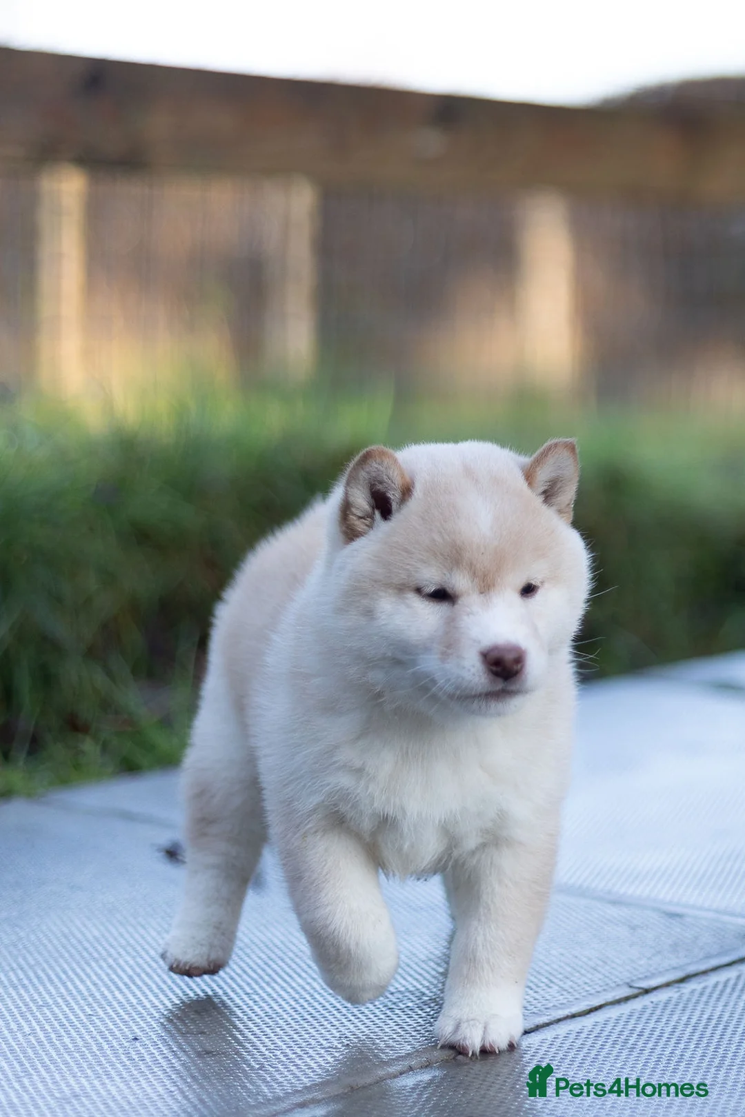 Japanese Shiba Inu dogs for sale: ❤️ Fall in Love with a Shiba Girl — Reduced Price - Advert 34