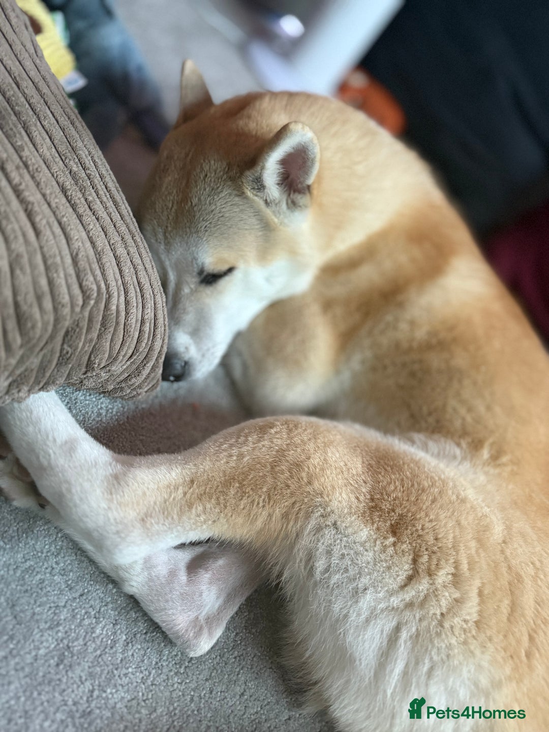 Japanese Akita Inu dogs for sale: Japanese Akita Inu for sale - Image 4