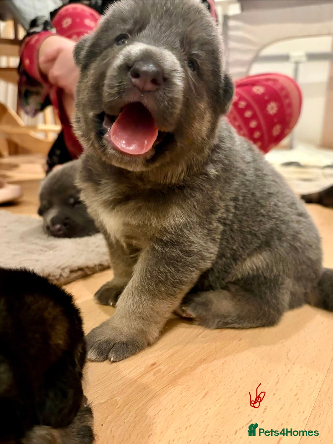 German Shepherd dogs for sale: Cute German shepherd puppies  - Advert 1