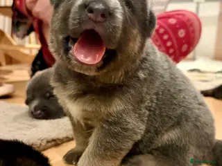 German Shepherd dogs Cute German shepherd puppies - Advert 2