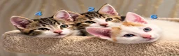Mixed Breed cats for sale: 🐾 6 Adorable & Playful Kittens - 1 Girl & 5 Boys - Advert 13