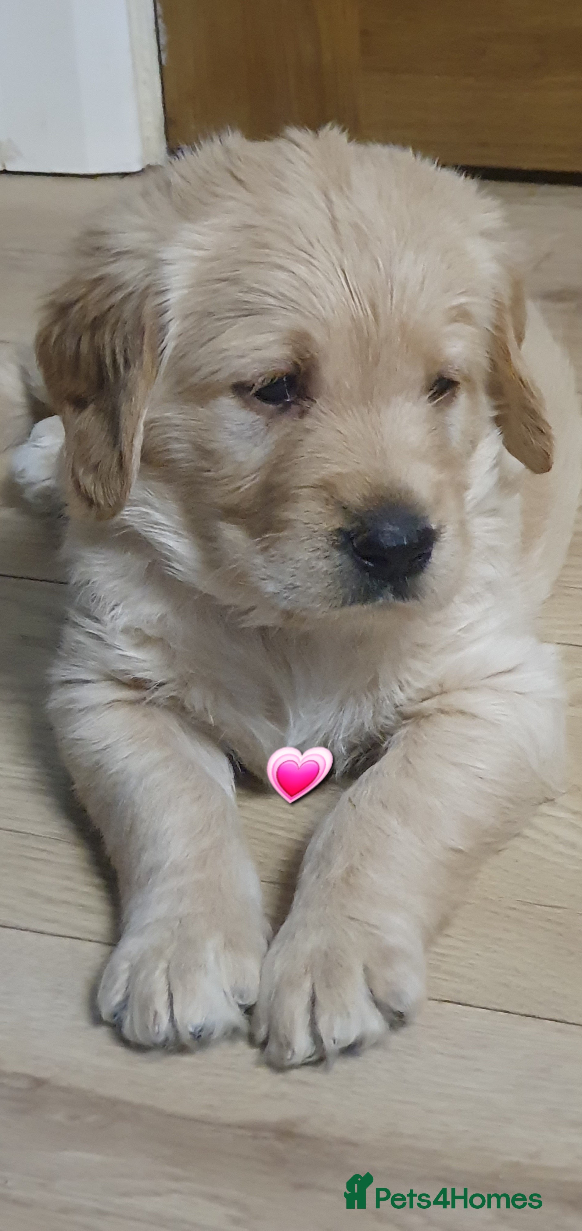 Double Doodle dogs Goldendoodle/Labradoodle  - Advert 4