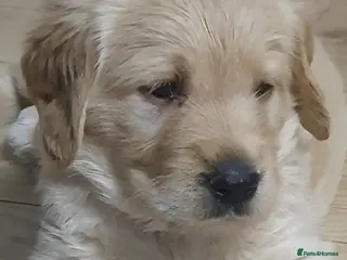 Double Doodle dogs Goldendoodle/Labradoodle - Advert 4