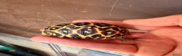 Tortoise reptiles for sale: Indian star tortoise  - Advert 9