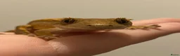 Gecko reptiles for sale: crested gecko in Middlesbrough - Advert 8