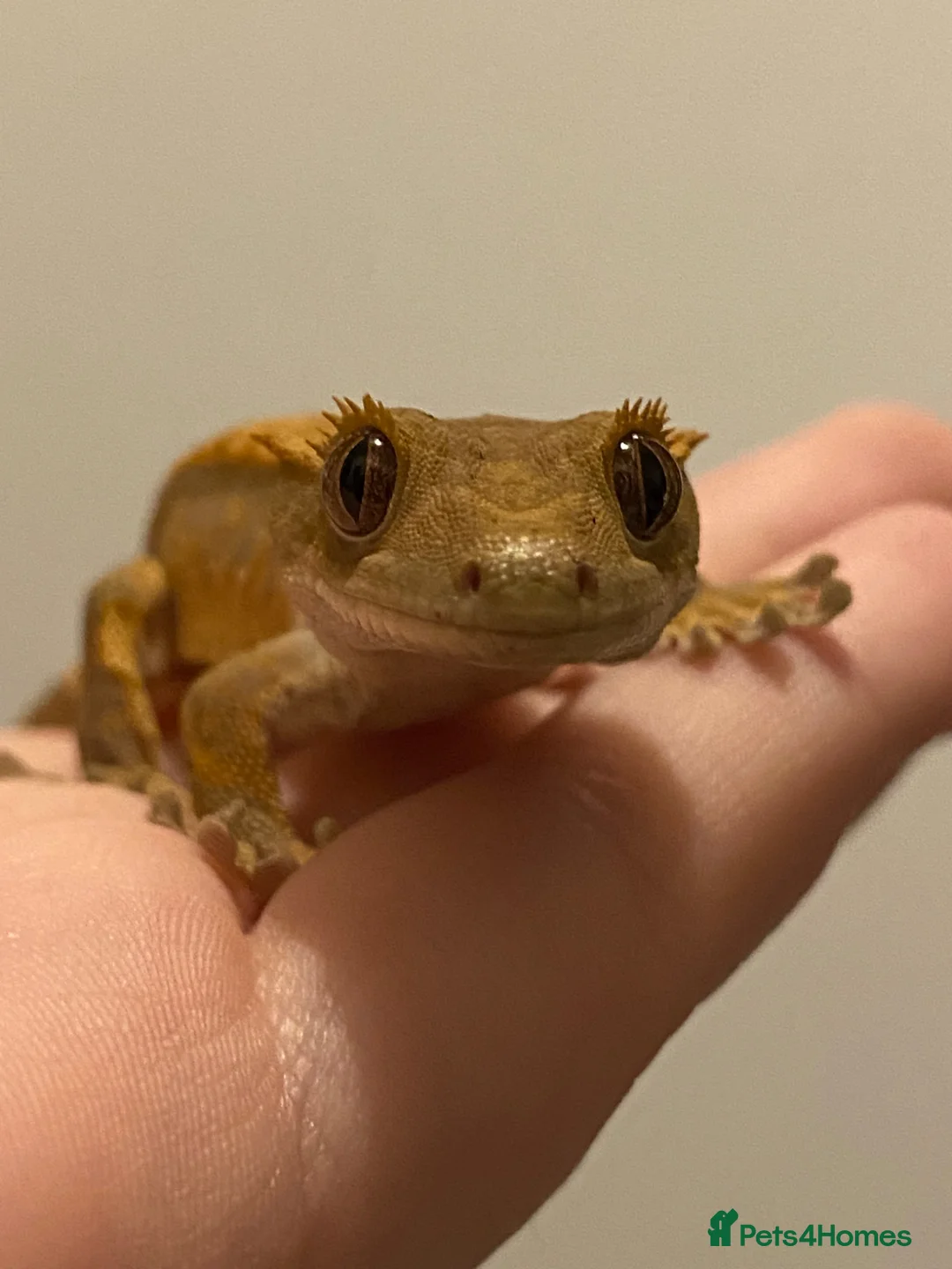 Gecko reptiles for sale: crested gecko in Middlesbrough - Advert 8