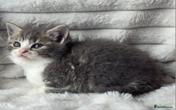 British Shorthair cats for sale: Gorgeous British Short-hair cross Kittens  - Image 21