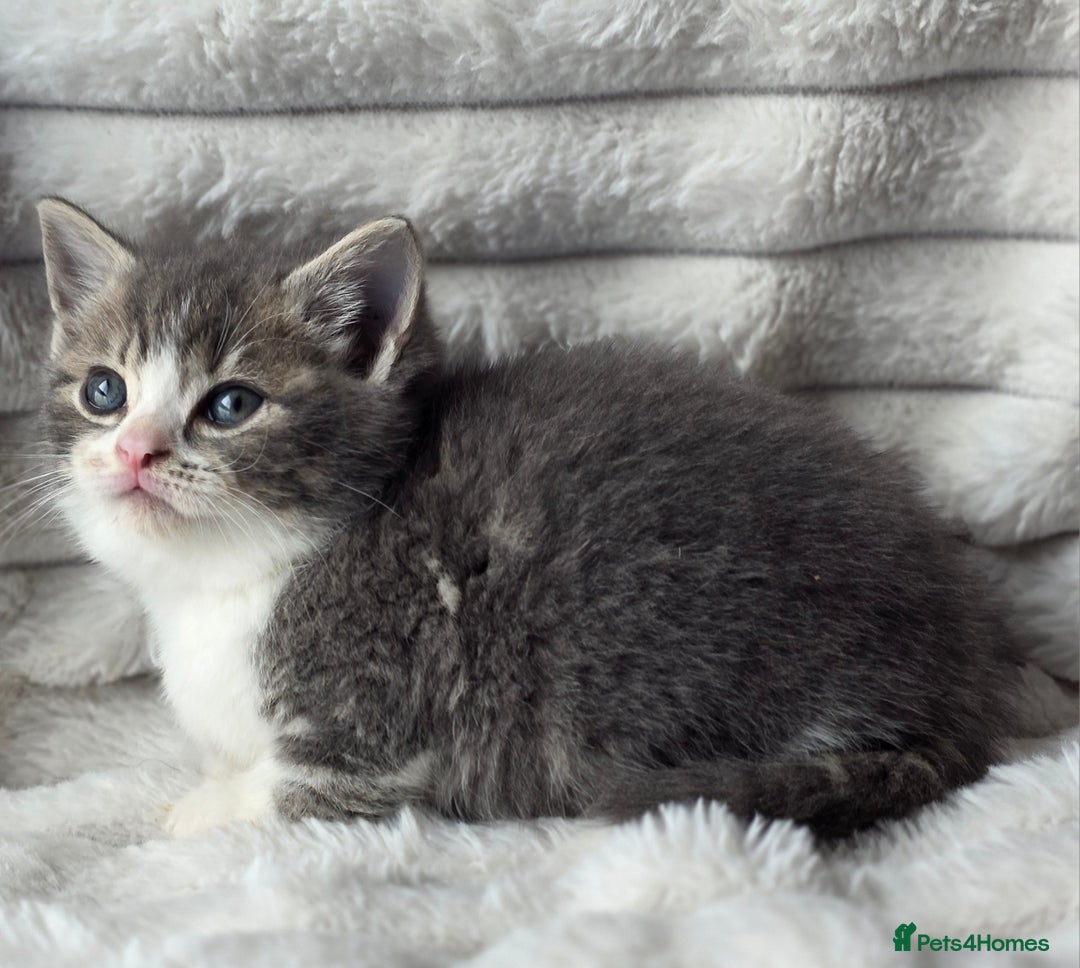 British Shorthair cats for sale: Gorgeous British Short-hair cross Kittens  - Image 21