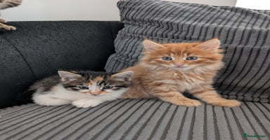 Mixed Breed cats - Advert 6