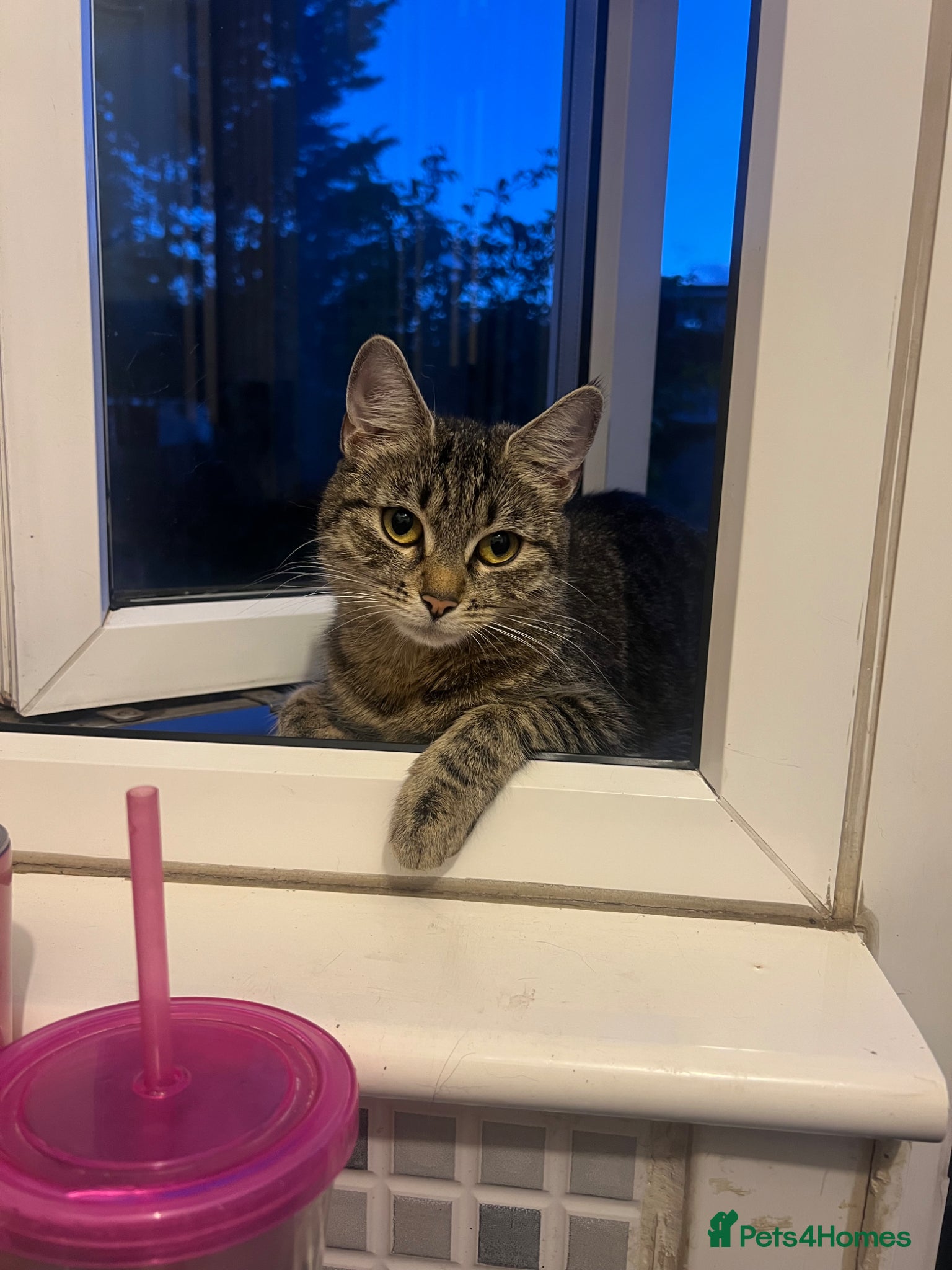 Domestic Shorthair cats Kittens looking for new loving homes🐾🤍 - Advert 3