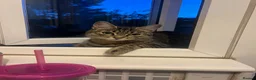 Domestic Shorthair cats for sale: Kittens looking for new loving homes🐾🤍 - Advert 1