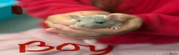 Rat rodents for sale: Dumbo rats in Manningtree - Advert 5
