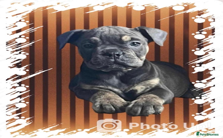 Olde English Bulldogge dogs - Advert 3