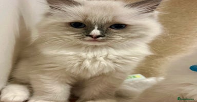 Ragdoll cats - Advert 13