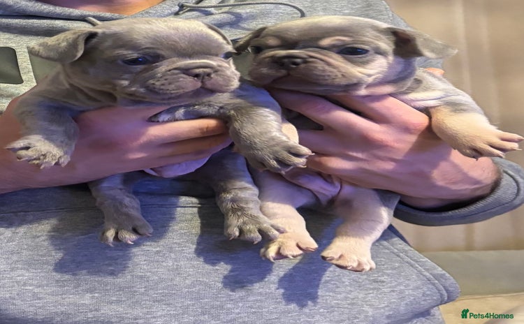 French Bulldog dogs - Advert 5