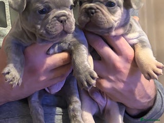 French Bulldog dogs - Advert 5