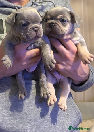 French Bulldog dogs - Advert 1