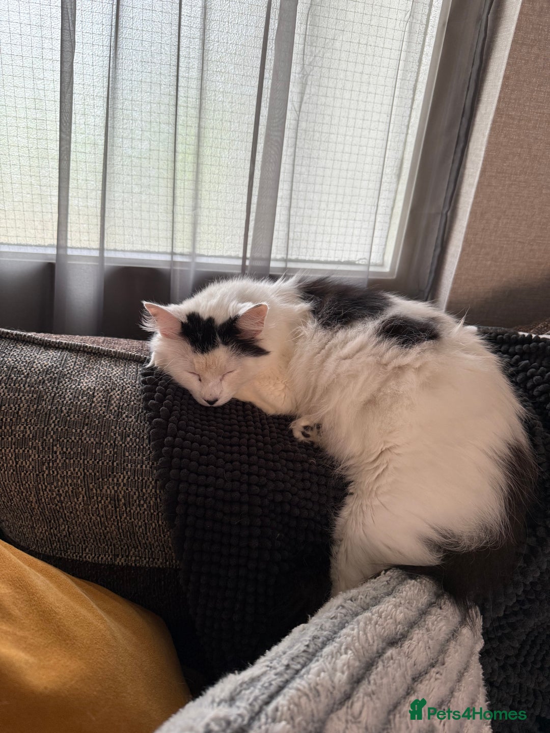 Mixed Breed cats for sale: Pixie - 6yrs old -Maine Coon X - Image 1