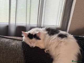 Mixed Breed cats Pixie - 6yrs old -Maine Coon X - Advert 8