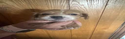 Cockapoo dogs for sale:  2 Beautiful cockapoo puppies left 🐶  - Advert 12