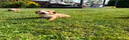 Cockapoo dogs for sale: Stunning F1 cockapoo puppies - Advert 6