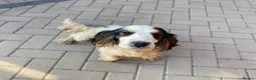 Cockapoo dogs for sale: Gorgeous cockatoo puppies - Advert 26