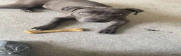 Staffordshire Bull Terrier dogs for sale: Male 7 month old blue staff  in Milton Keynes - Advert 3