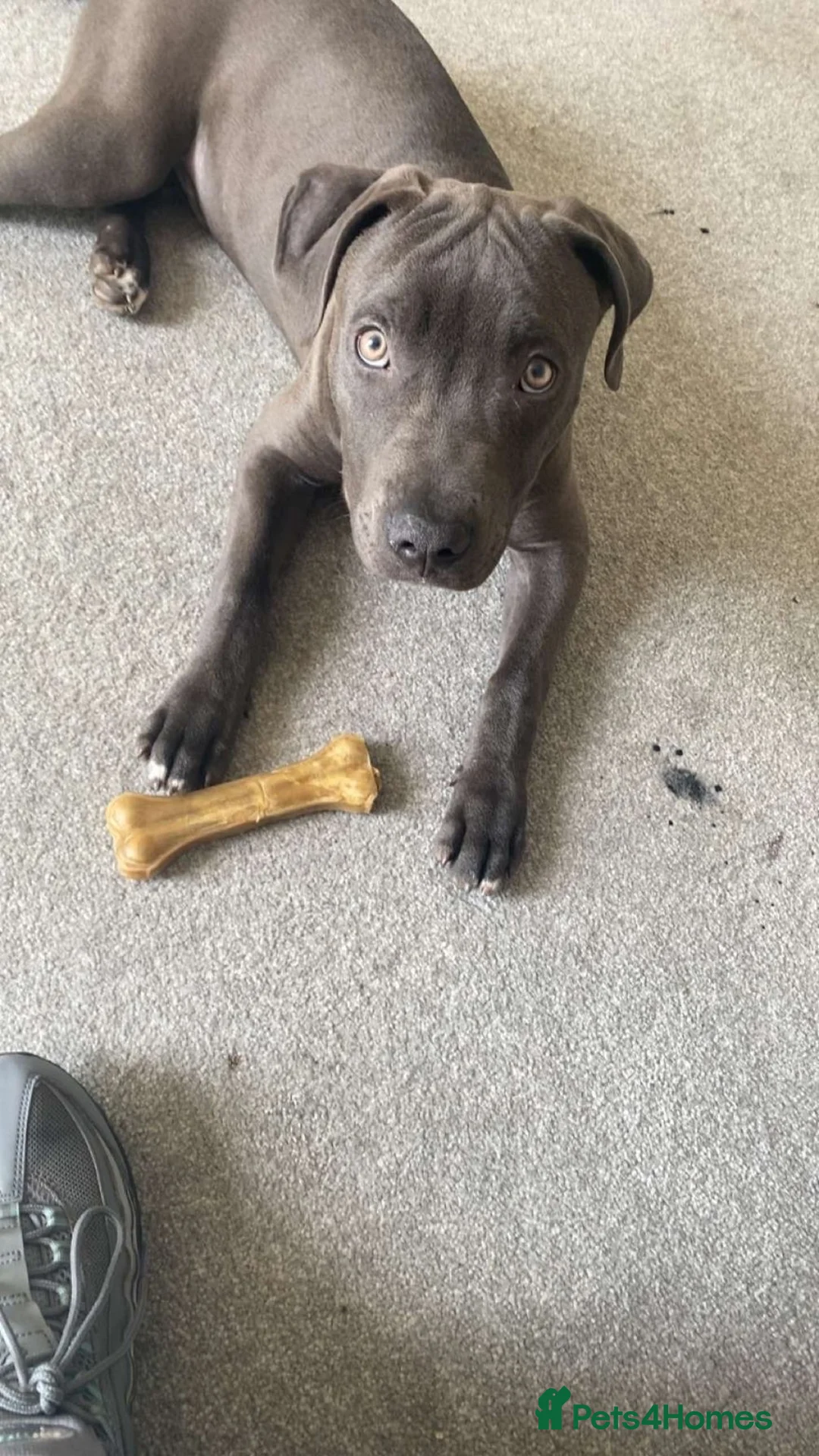Staffordshire Bull Terrier dogs for sale: Male 7 month old blue staff  in Milton Keynes - Advert 3