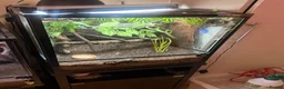 Chameleon reptiles for sale: 2 Yemen Chameleons  - Advert 2