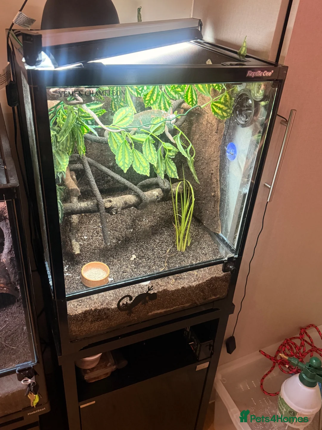 Chameleon reptiles for sale: 2 Yemen Chameleons  - Advert 2