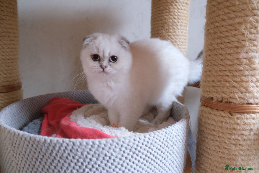 Scottish Fold cats for sale: Scottish fold and straight kittens  - Advert 15