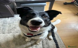 Mixed Breed dogs for adoption: SNOOPY - like a young Border Collie - Image 3