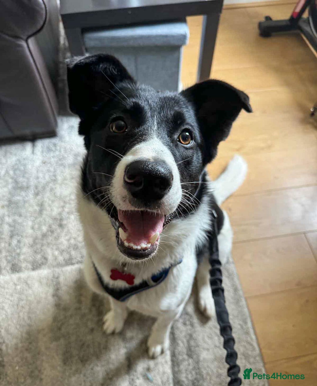 Mixed Breed dogs for adoption: SNOOPY - like a young Border Collie - Image 3