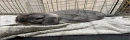 Mini Lop rabbits for sale: 🐰 Beautiful Mini Lop Baby Bunnies– Ready to go 🐰 - Advert 31