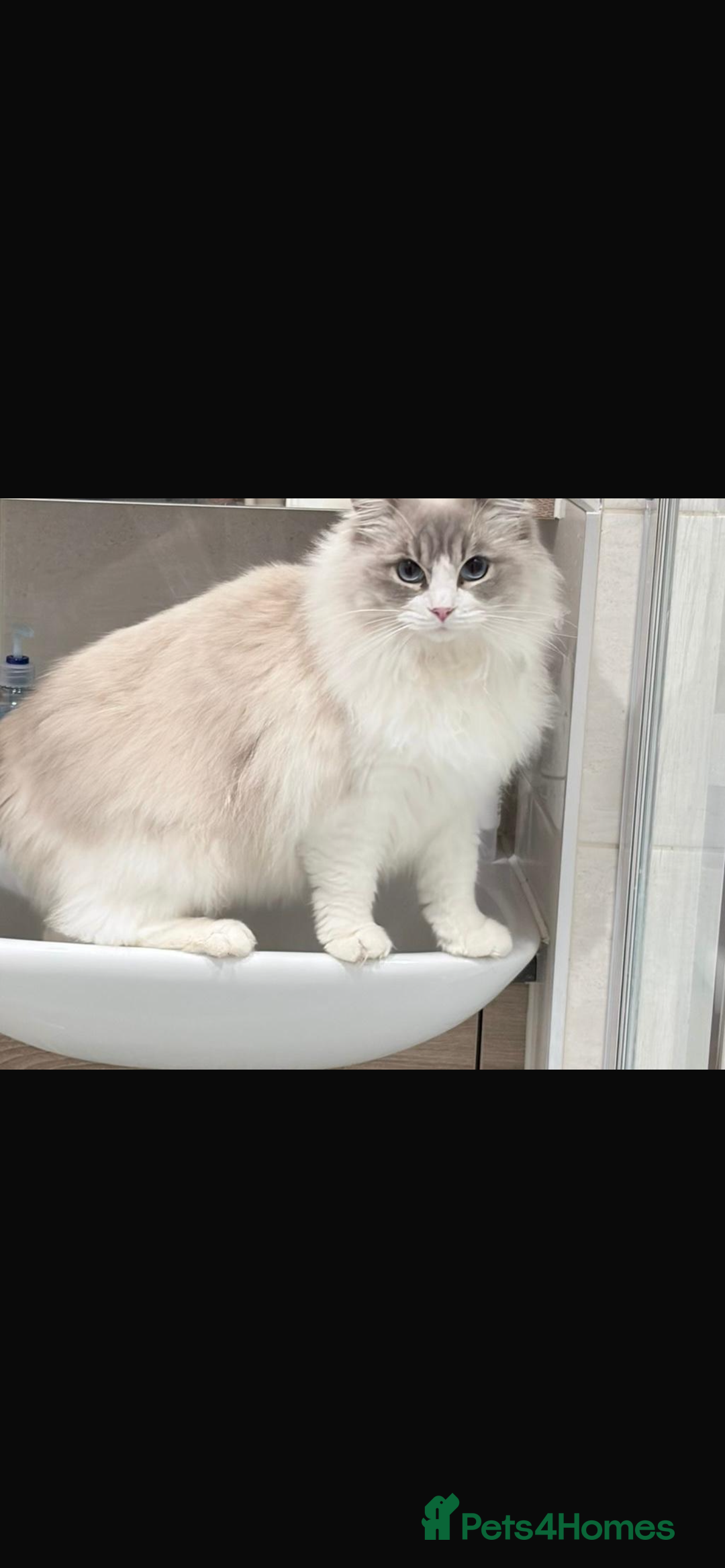 Ragdoll cats for sale: Beautiful ragdoll for Rehome  - Advert 1