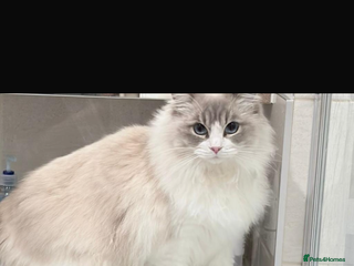 Ragdoll cats Beautiful ragdoll for Rehome - Advert 2