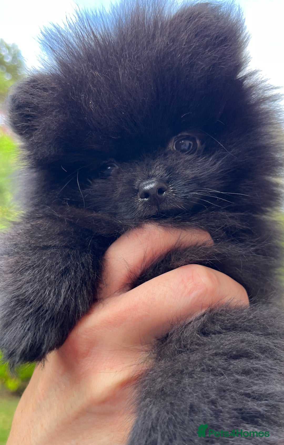 Pomeranian dogs for sale: Adorable Black Pomeranian Readyto Steal Your Heart - Image 5