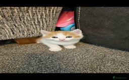 Mixed Breed cats for sale: Kitten for sale  - Image 7