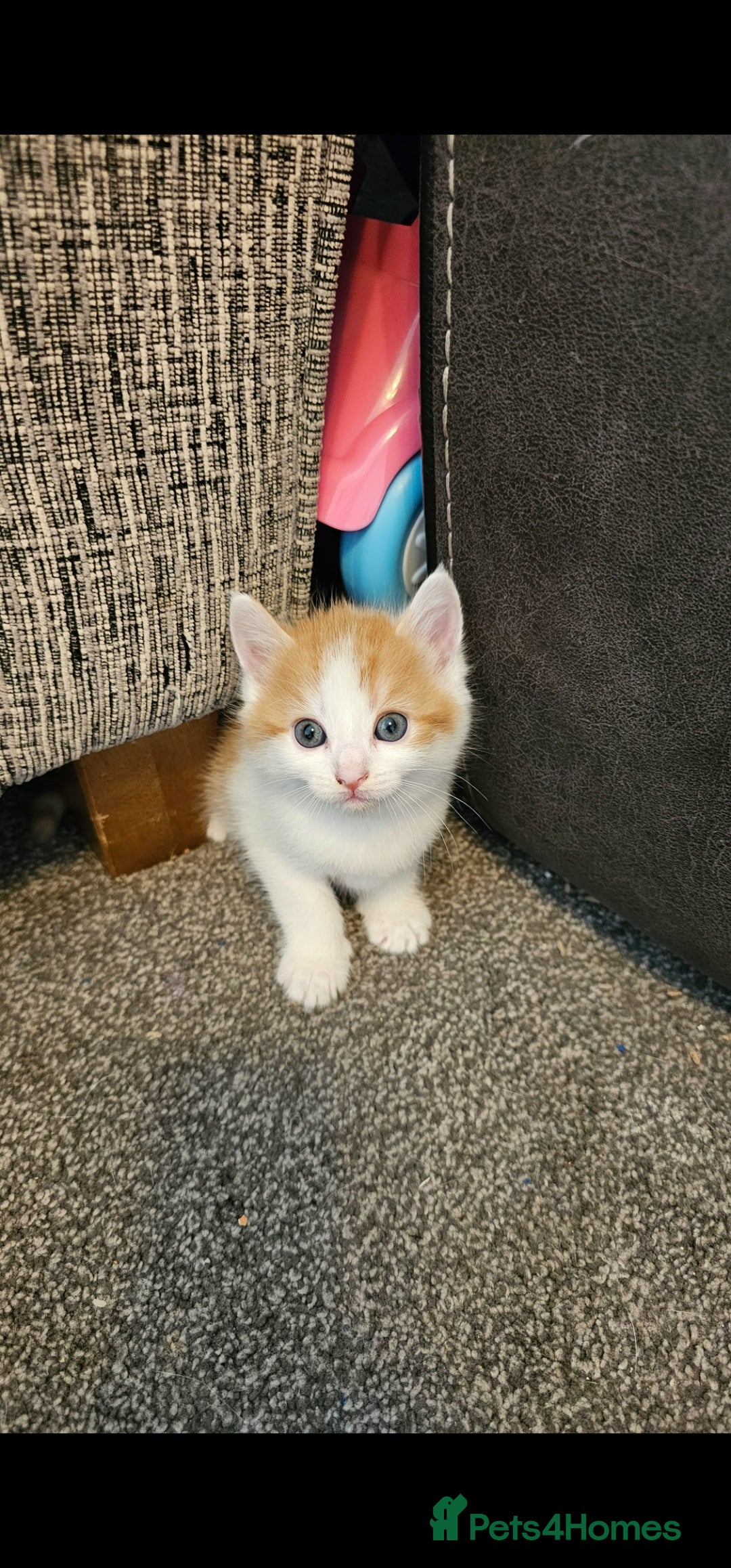 Mixed Breed cats for sale: Kitten for sale  - Image 7