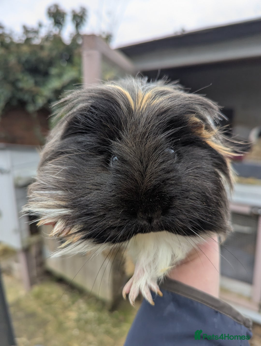 Guinea Pig rodents for sale: Sheltie guinea pig looking for a new home + friend - Advert 3