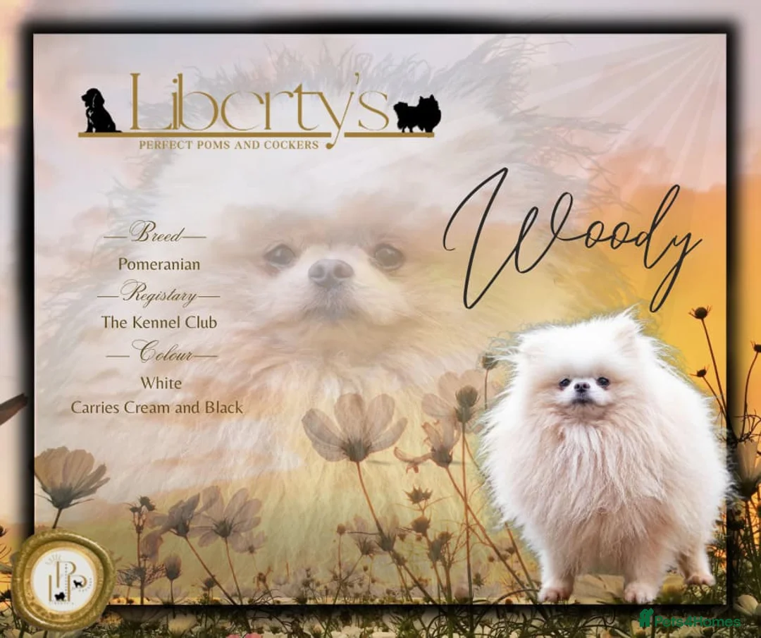 Pomeranian dogs for stud: WHITE POMERANIAN kc Reg in Pontefract - Advert 2